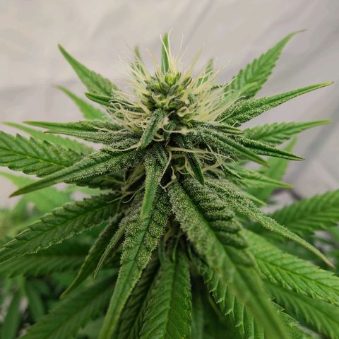 Chilled Cherry 🧊🍒 Zamnesia x Growers Choice growlog timeline photo
