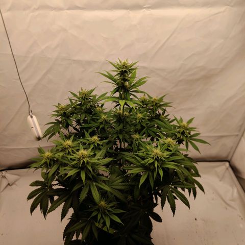 Chilled Cherry 🧊🍒 Zamnesia x Growers Choice growlog timeline photo
