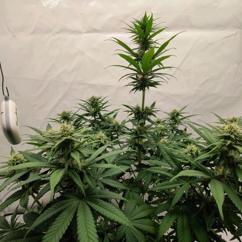 Chilled Cherry 🧊🍒 Zamnesia x Growers Choice growlog timeline photo