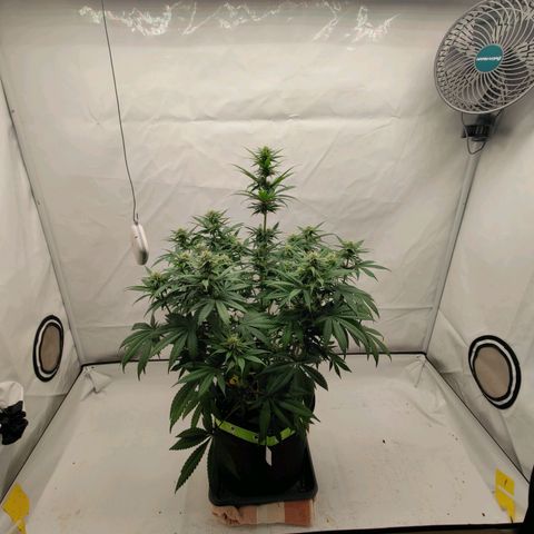 Chilled Cherry 🧊🍒 Zamnesia x Growers Choice growlog timeline photo