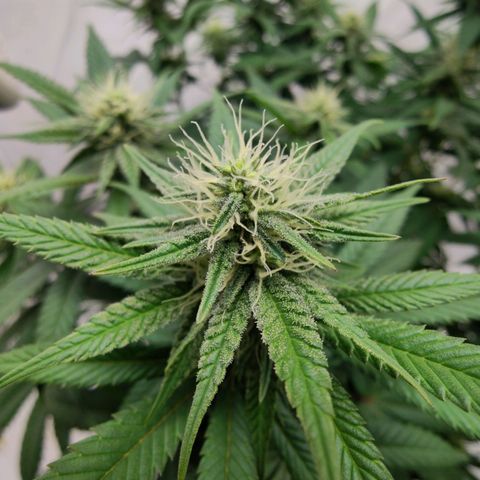 Chilled Cherry 🧊🍒 Zamnesia x Growers Choice growlog timeline photo