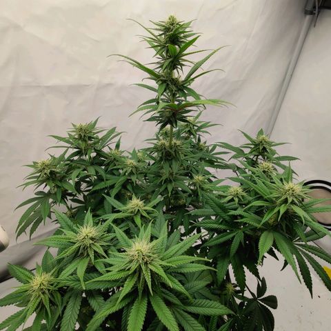 Chilled Cherry 🧊🍒 Zamnesia x Growers Choice growlog timeline photo
