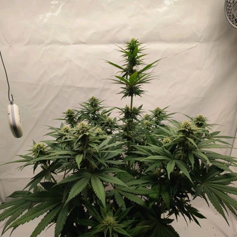 Chilled Cherry 🧊🍒 Zamnesia x Growers Choice growlog timeline photo