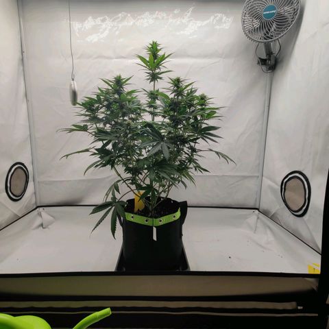 Chilled Cherry 🧊🍒 Zamnesia x Growers Choice growlog timeline photo