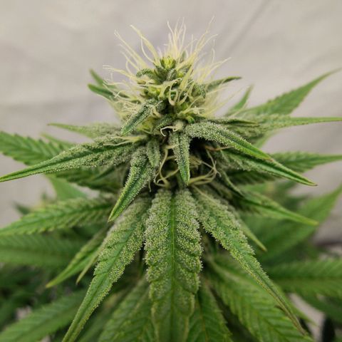 Chilled Cherry 🧊🍒 Zamnesia x Growers Choice growlog timeline photo
