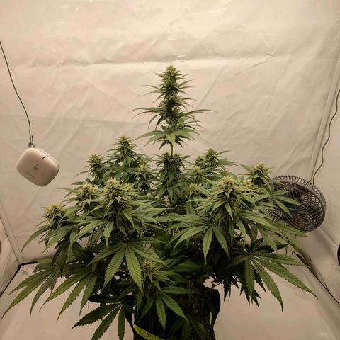 Chilled Cherry 🧊🍒 Zamnesia x Growers Choice growlog timeline photo
