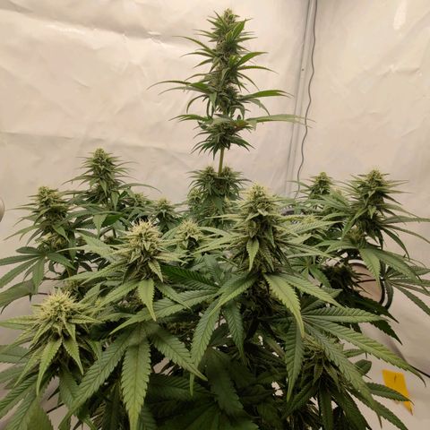 Chilled Cherry 🧊🍒 Zamnesia x Growers Choice growlog timeline photo