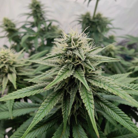 Chilled Cherry 🧊🍒 Zamnesia x Growers Choice growlog timeline photo