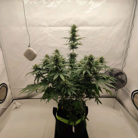 Chilled Cherry 🧊🍒 Zamnesia x Growers Choice growlog timeline photo