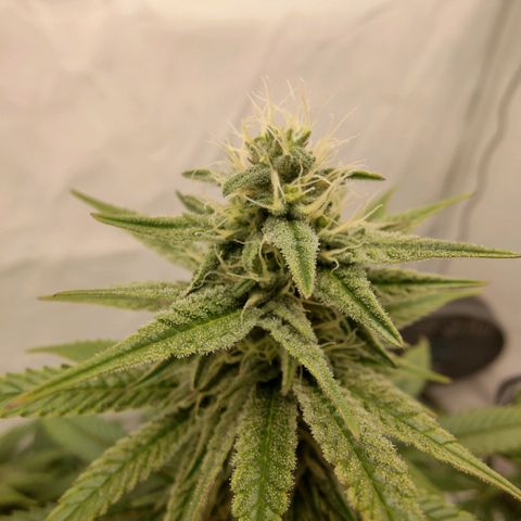 Chilled Cherry 🧊🍒 Zamnesia x Growers Choice growlog timeline photo