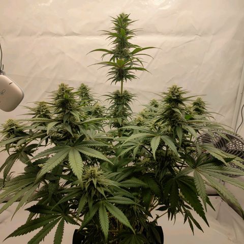 Chilled Cherry 🧊🍒 Zamnesia x Growers Choice growlog timeline photo