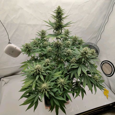 Chilled Cherry 🧊🍒 Zamnesia x Growers Choice growlog timeline photo