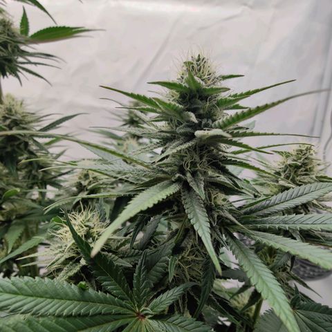 Chilled Cherry 🧊🍒 Zamnesia x Growers Choice growlog timeline photo