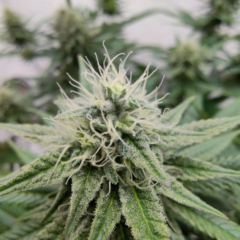 Chilled Cherry 🧊🍒 Zamnesia x Growers Choice growlog timeline photo