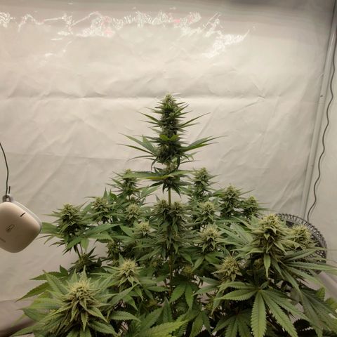 Chilled Cherry 🧊🍒 Zamnesia x Growers Choice growlog timeline photo
