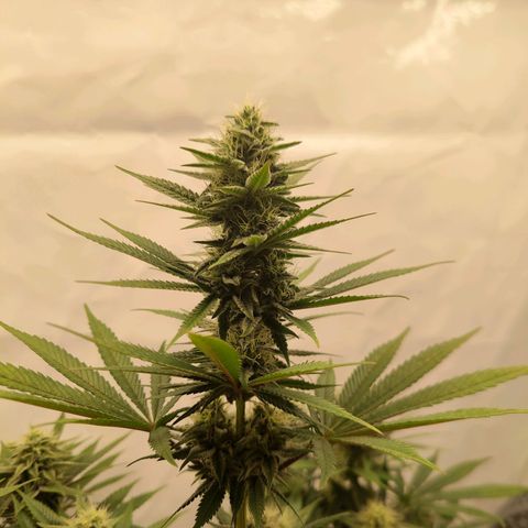 Chilled Cherry 🧊🍒 Zamnesia x Growers Choice growlog timeline photo