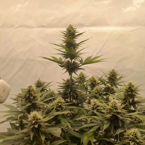 Chilled Cherry 🧊🍒 Zamnesia x Growers Choice growlog timeline photo