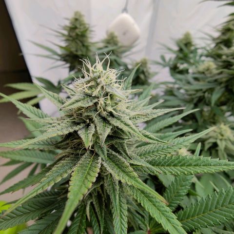 Chilled Cherry 🧊🍒 Zamnesia x Growers Choice growlog timeline photo