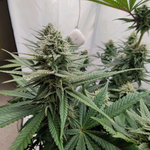 Chilled Cherry 🧊🍒 Zamnesia x Growers Choice growlog timeline photo