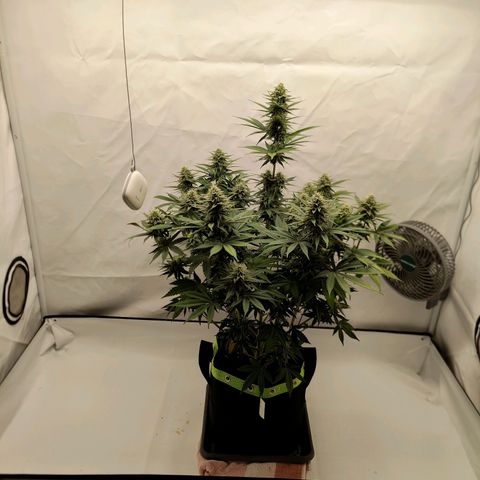 Chilled Cherry 🧊🍒 Zamnesia x Growers Choice growlog timeline photo