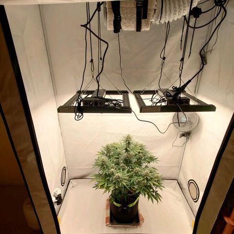 Chilled Cherry 🧊🍒 Zamnesia x Growers Choice growlog timeline photo
