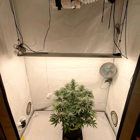 Chilled Cherry 🧊🍒 Zamnesia x Growers Choice growlog timeline photo
