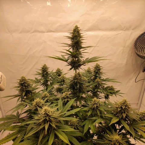 Chilled Cherry 🧊🍒 Zamnesia x Growers Choice growlog timeline photo