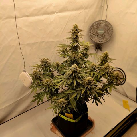 Chilled Cherry 🧊🍒 Zamnesia x Growers Choice growlog photo: Buds sind/werden anscheinend schön dicht und fest. Geruch erinnert immer noch sehr stark an frische Zitrusfrüchte frische Kirschen 🍒
