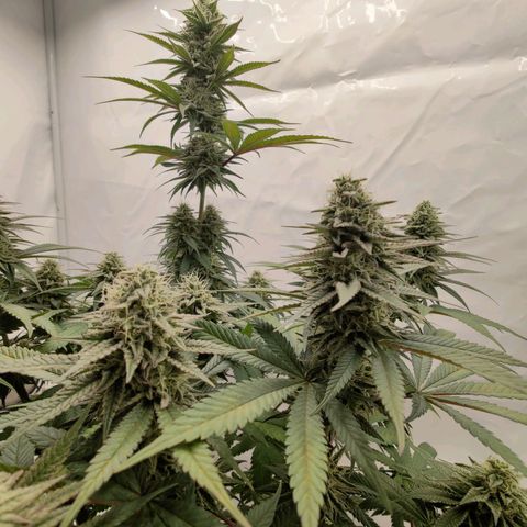 Chilled Cherry 🧊🍒 Zamnesia x Growers Choice growlog photo: Buds sind/werden anscheinend schön dicht und fest. Geruch erinnert immer noch sehr stark an frische Zitrusfrüchte frische Kirschen 🍒