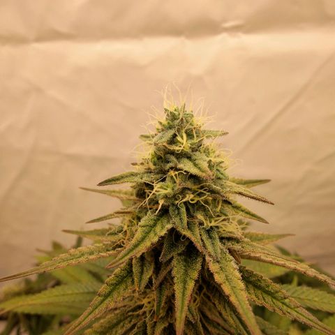 Chilled Cherry 🧊🍒 Zamnesia x Growers Choice growlog photo: Buds sind/werden anscheinend schön dicht und fest. Geruch erinnert immer noch sehr stark an frische Zitrusfrüchte frische Kirschen 🍒