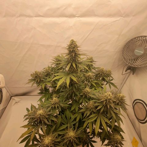 Chilled Cherry 🧊🍒 Zamnesia x Growers Choice growlog timeline photo