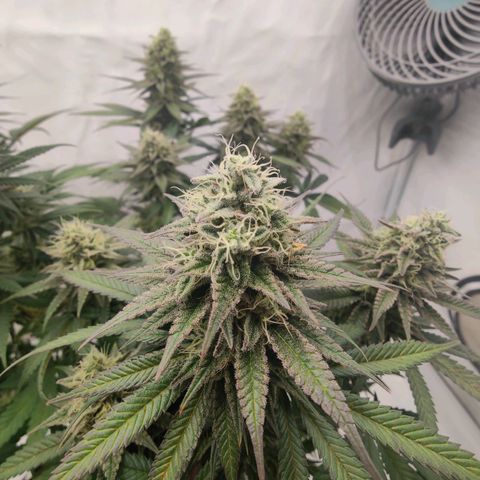 Chilled Cherry 🧊🍒 Zamnesia x Growers Choice growlog timeline photo