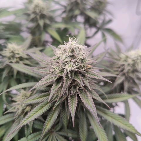Chilled Cherry 🧊🍒 Zamnesia x Growers Choice growlog timeline photo