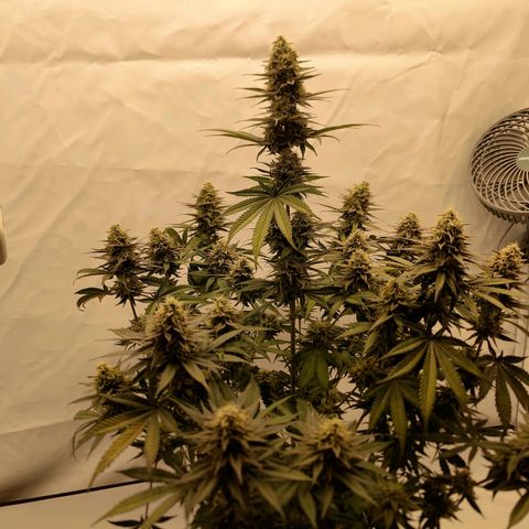 Chilled Cherry 🧊🍒 Zamnesia x Growers Choice growlog timeline photo