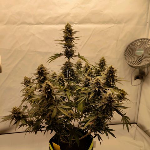 Chilled Cherry 🧊🍒 Zamnesia x Growers Choice growlog timeline photo