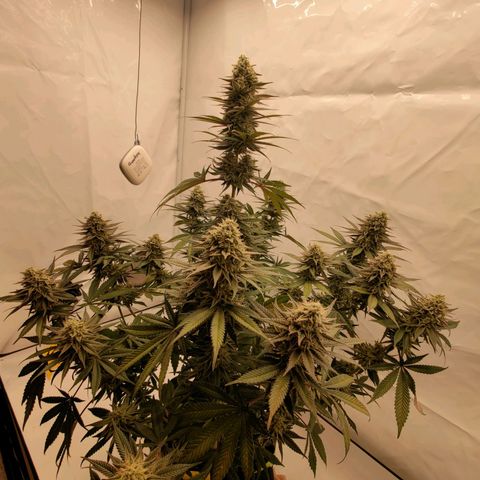 Chilled Cherry 🧊🍒 Zamnesia x Growers Choice growlog timeline photo