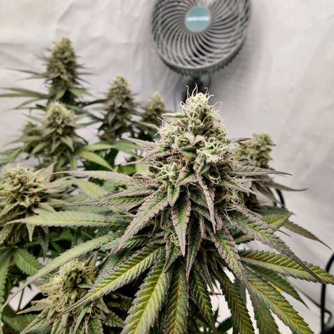 Chilled Cherry 🧊🍒 Zamnesia x Growers Choice growlog timeline photo