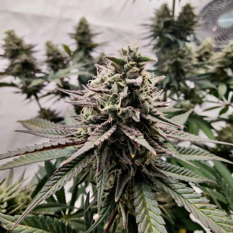 Chilled Cherry 🧊🍒 Zamnesia x Growers Choice growlog timeline photo
