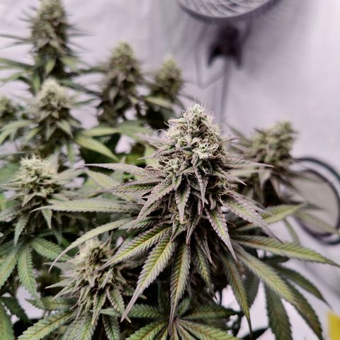 Chilled Cherry 🧊🍒 Zamnesia x Growers Choice growlog timeline photo
