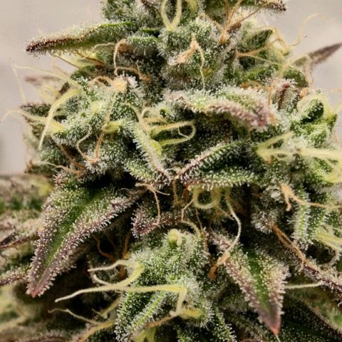 Chilled Cherry 🧊🍒 Zamnesia x Growers Choice growlog timeline photo