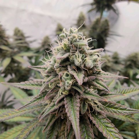 Chilled Cherry 🧊🍒 Zamnesia x Growers Choice growlog timeline photo