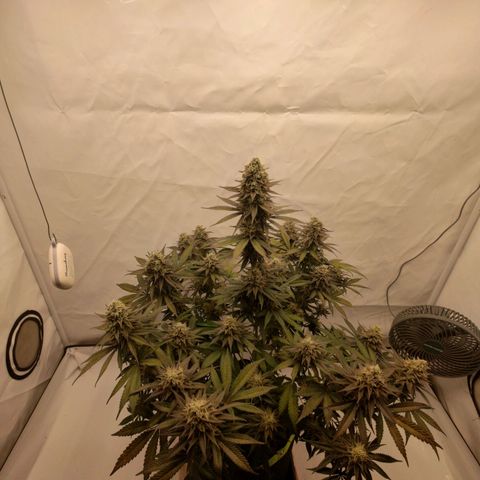 Chilled Cherry 🧊🍒 Zamnesia x Growers Choice growlog photo: Die ersten Triebe mussten fixiert werden da die Blüten "zu schwer" werden 😁.
