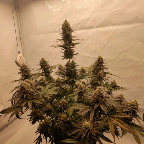 Chilled Cherry 🧊🍒 Zamnesia x Growers Choice growlog photo: Die ersten Triebe mussten fixiert werden da die Blüten "zu schwer" werden 😁.
