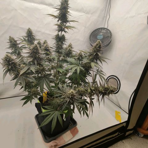 Chilled Cherry 🧊🍒 Zamnesia x Growers Choice growlog photo: Die ersten Triebe mussten fixiert werden da die Blüten "zu schwer" werden 😁.
