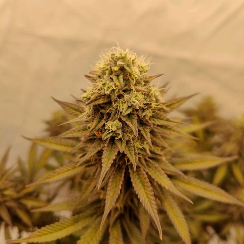 Chilled Cherry 🧊🍒 Zamnesia x Growers Choice growlog photo: Die ersten Triebe mussten fixiert werden da die Blüten "zu schwer" werden 😁.
