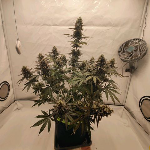 Chilled Cherry 🧊🍒 Zamnesia x Growers Choice growlog photo: Die ersten Triebe mussten fixiert werden da die Blüten "zu schwer" werden 😁.
