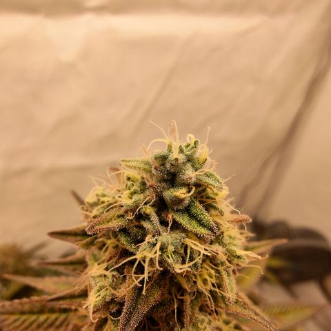 Chilled Cherry 🧊🍒 Zamnesia x Growers Choice growlog timeline photo
