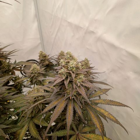 Chilled Cherry 🧊🍒 Zamnesia x Growers Choice growlog timeline photo