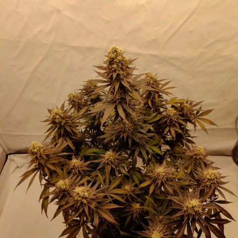 Chilled Cherry 🧊🍒 Zamnesia x Growers Choice growlog timeline photo
