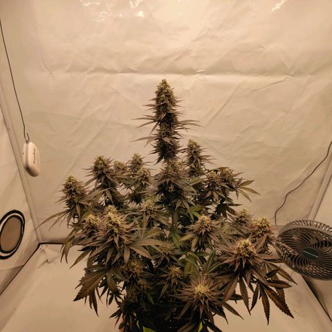 Chilled Cherry 🧊🍒 Zamnesia x Growers Choice growlog timeline photo